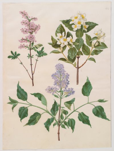 Syringa persica, philadelphus coronarius en syringa vulgaris uit het album Gottorfer Codex, ca. 1650 door Hans Simon Holtzbecher