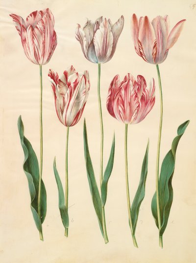 Tulipa gesneriana uit het album Gottorfer Codex, ca. 1650 door Hans Simon Holtzbecher