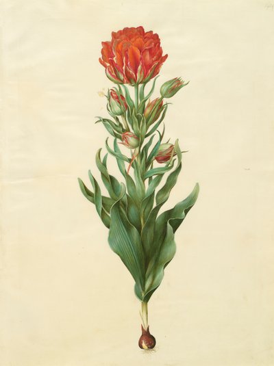 Tulipa gesneriana uit het album Gottorfer Codex, ca. 1650 door Hans Simon Holtzbecher