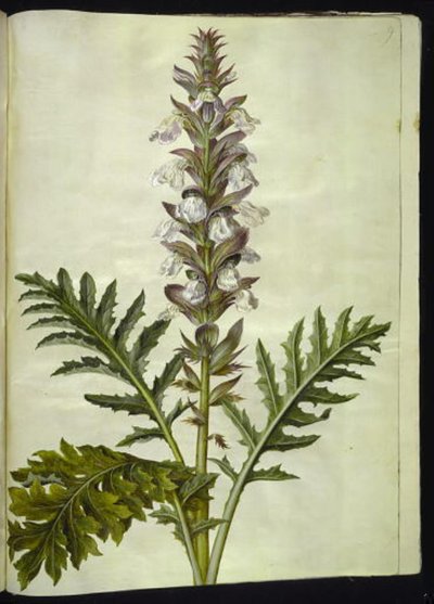 Acanthus hungaricus (Hongaarse acanthus) door Hans Simon Holtzbecker