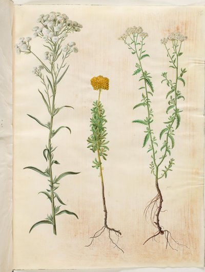 Achillea ptarmica (zilverknoop-duizendblad); Achillea ageratum (balsem-duizendblad); Achillea millefolium (gewoon duizendblad) door Hans Simon Holtzbecker