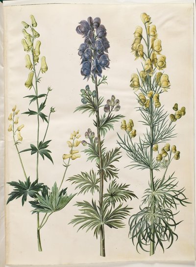 Aconitum lycoctonum (noordse monnikskap); Aconitum napellus (echte monnikskap); Aconitum anthora (fijnbladige monnikskap) door Hans Simon Holtzbecker
