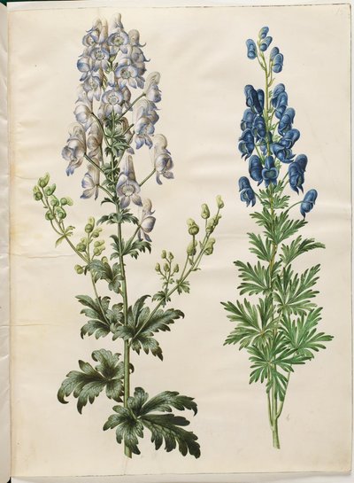 Aconitum variegatum (bonte monnikskap); Aconitum napellus (echte monnikskap) door Hans Simon Holtzbecker