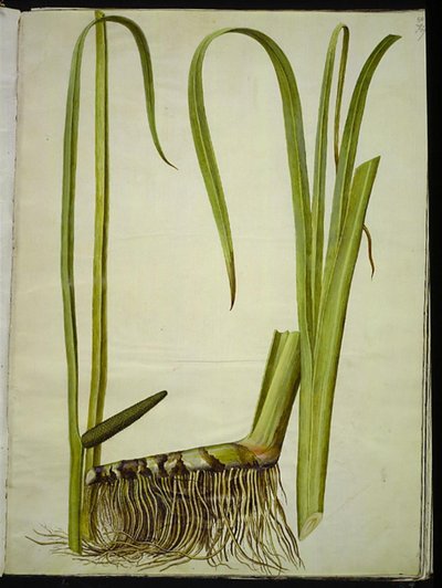 Acorus calamus (gewone kalmoes) door Hans Simon Holtzbecker
