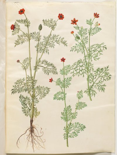 Adonis annua (herfst-adonis); Adonis aestivalis (zomer-adonis) door Hans Simon Holtzbecker
