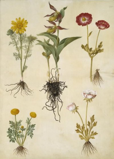 Adonis vernalis (voorjaarsadonis); Cypripedium calceolus (grote vrouwenschoen); Ranunculus asiaticus (tuinranonkel); Ranunculus (soort ranonkel) door Hans Simon Holtzbecker
