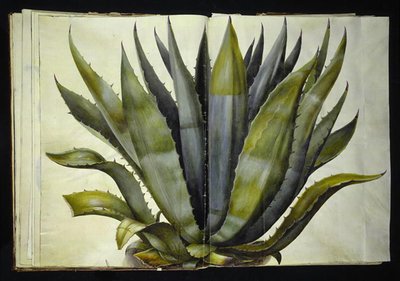 Amerikaanse agave door Hans Simon Holtzbecker