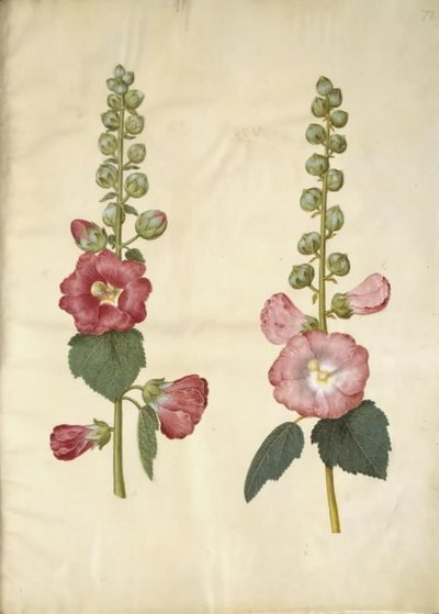 Alcea rosea (tuinstokroos) door Hans Simon Holtzbecker