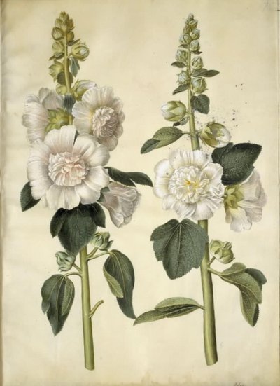 Alcea rosea (tuin-stokroos) door Hans Simon Holtzbecker