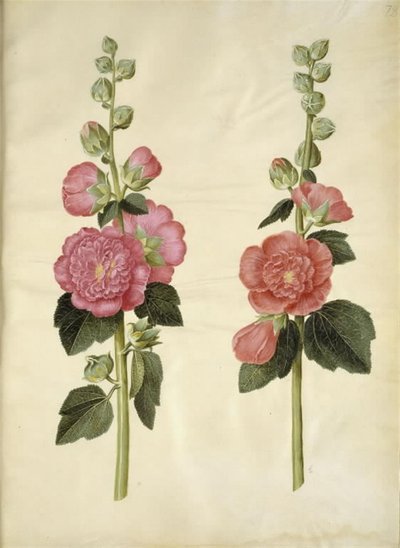 Alcea rosea (tuinstokroos) door Hans Simon Holtzbecker