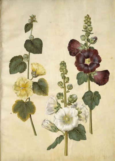 Alcea rosea (tuinstokroos) door Hans Simon Holtzbecker