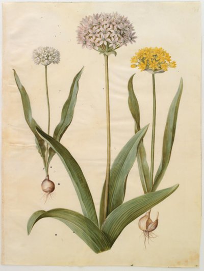 Allium moly (goud-ui); Allium nigrum (zwarte ui) door Hans Simon Holtzbecker