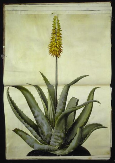 Aloë vera (geneeskrachtige aloë) door Hans Simon Holtzbecker