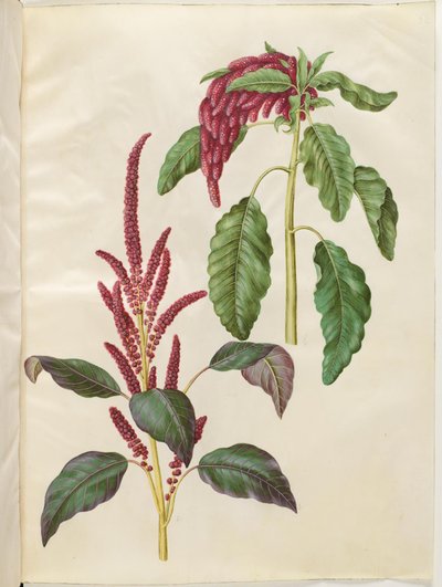 Amaranthus cruentus (rode amarant); Amaranthus caudatus (vossenstaart-amarant) door Hans Simon Holtzbecker