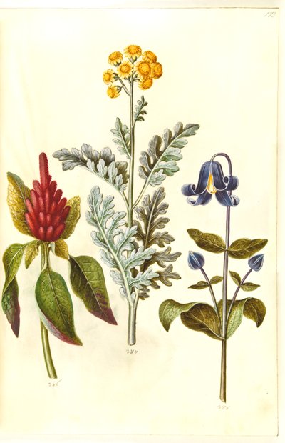 Amaranthus cruentus (rode amarant); Jacobaea maritima (grijsblad); Clematis integrifolia (blauwe vaste clematis) door Hans Simon Holtzbecker