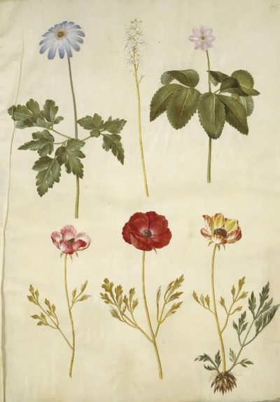 Anemone apennina; Tiarella cordifolia; Anemone trifolia; Ranunculus asiaticus door Hans Simon Holtzbecker