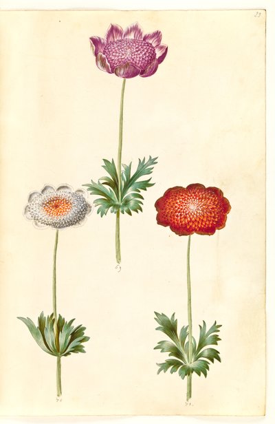 Anemone coronaria (Franse anemoon) door Hans Simon Holtzbecker