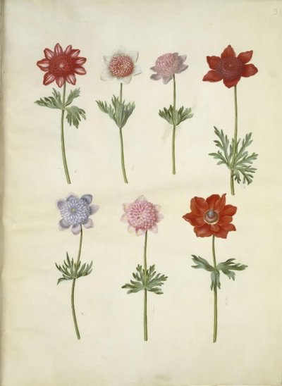 Anemone coronaria (kroonanemoon) door Hans Simon Holtzbecker