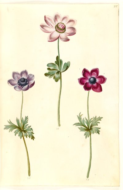 Anemone coronaria (Franse anemoon) door Hans Simon Holtzbecker