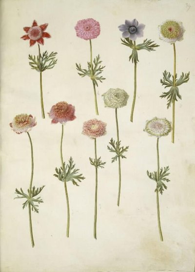 Anemone coronaria (Franse anemoon) door Hans Simon Holtzbecker
