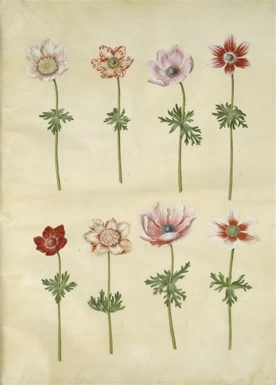Anemone coronaria (Franse anemoon) door Hans Simon Holtzbecker