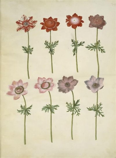 Anemone coronaria (Franse anemoon) door Hans Simon Holtzbecker