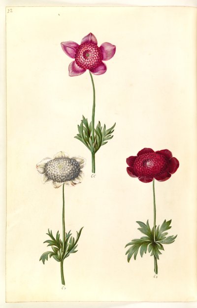 Anemone coronaria (Franse anemoon) door Hans Simon Holtzbecker