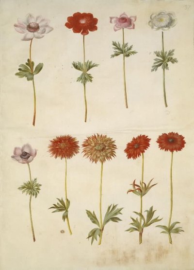 Anemone coronaria (Franse anemoon); Anemone ×fulgens (glanzende anemoon) door Hans Simon Holtzbecker