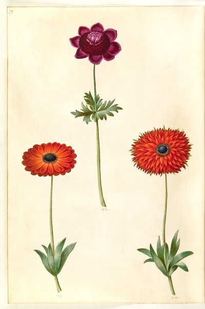Anemone coronaria (Franse anemoon); Anemone ×fulgens (glanzende anemoon) door Hans Simon Holtzbecker