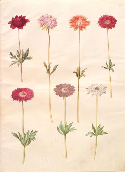 Anemone coronaria (Franse anemoon); Anemone ×fulgens (glanzende anemoon) door Hans Simon Holtzbecker
