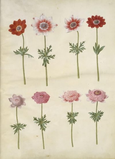 Anemone coronaria L. (Franse anemoon); Anemone pavonina (pauw-anemoon) door Hans Simon Holtzbecker