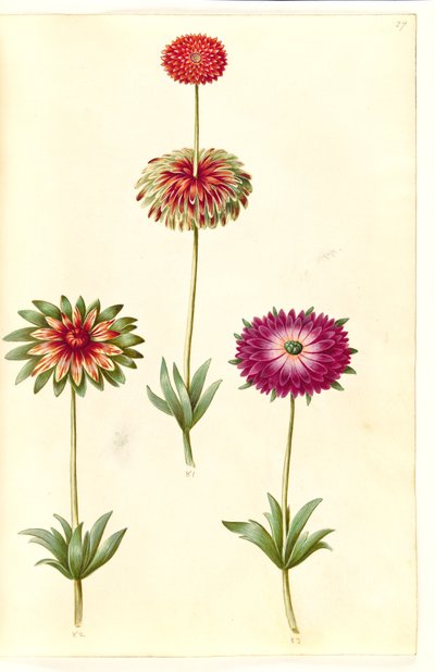Anemone ×fulgens (glanzende anemoon) door Hans Simon Holtzbecker