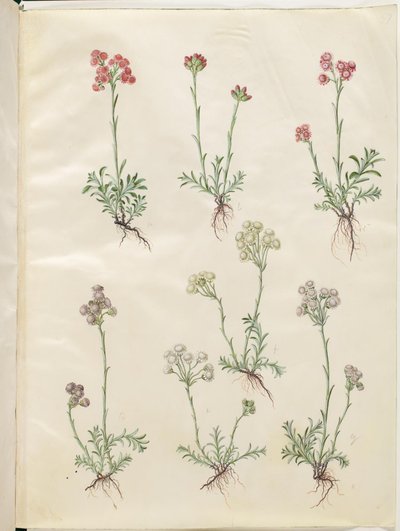 Antennaria dioica (gewone kattenpoot) door Hans Simon Holtzbecker