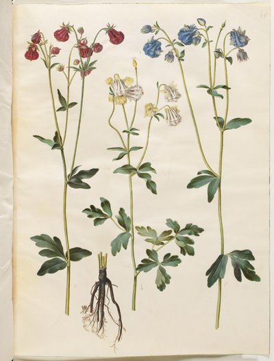 Aquilegia vulgaris (gewone akelei) door Hans Simon Holtzbecker