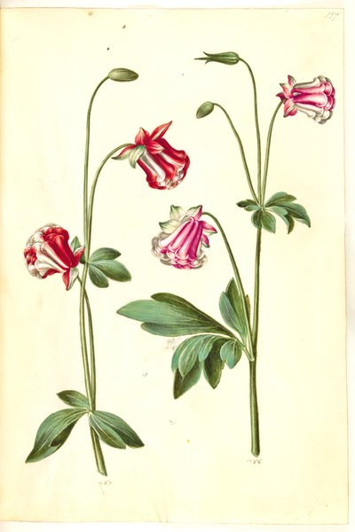 Aquilegia vulgaris (gewone akelei) door Hans Simon Holtzbecker