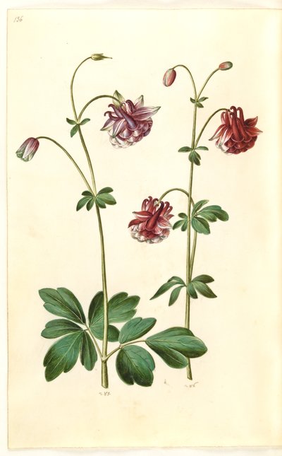 Aquilegia vulgaris (gewone akelei) door Hans Simon Holtzbecker