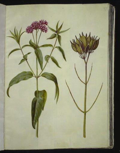 Asclepias incarnata (roze zijdeplant) door Hans Simon Holtzbecker