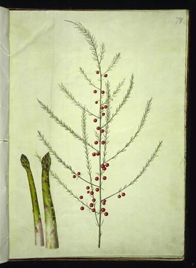 Asparagus officinalis (gewone asperge) door Hans Simon Holtzbecker