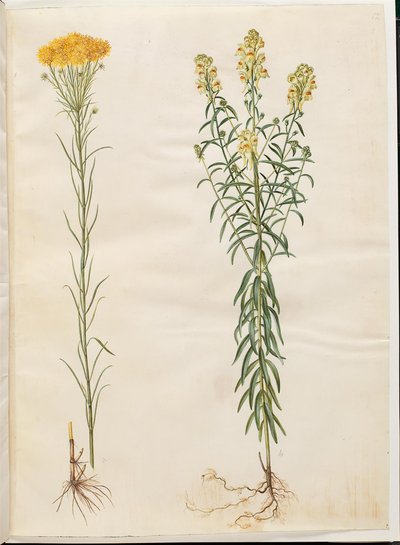 Aster linosyris (goudhaar-aster); Linaria vulgaris (gewone vlasbekje) door Hans Simon Holtzbecker