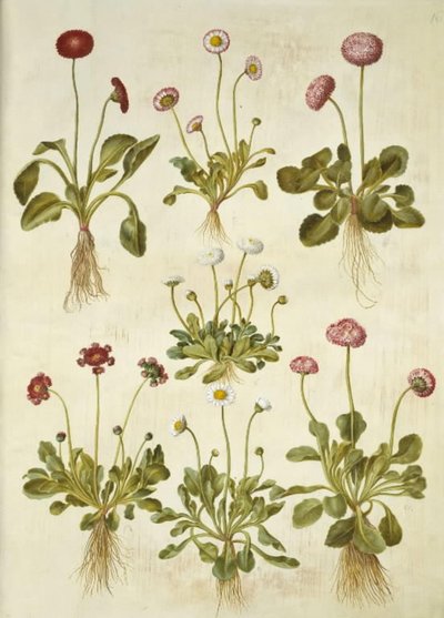 Bellis perennis (gewone madelief) door Hans Simon Holtzbecker