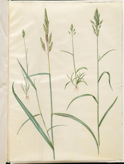 Bromus hordeaceus (zachte haver); Phalaris arundinacea (rietgras) door Hans Simon Holtzbecker