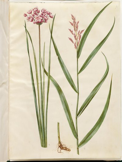 Butomus umbellatus (brudelys); Phragmites australis (gewone riet) door Hans Simon Holtzbecker