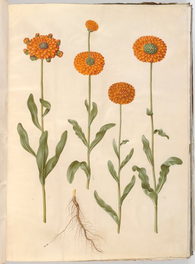 Calendula officinalis (goudsbloem) door Hans Simon Holtzbecker