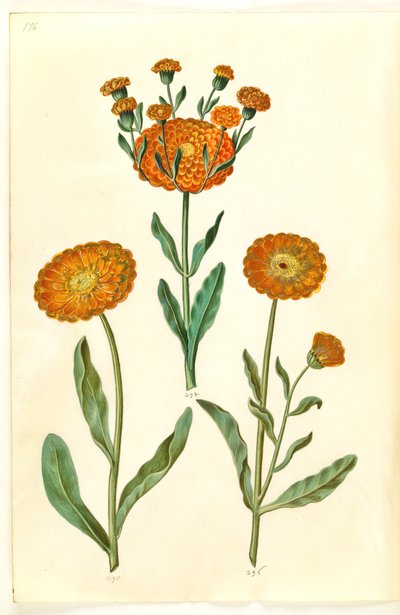 Calendula officinalis (tuin-goudsbloem) door Hans Simon Holtzbecker