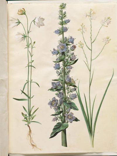 Campanula persicifolia (smalbladige klokje); Campanula pyramidalis (piramide-klokje); Anthericum ramosum (vertakte edderkopurt) door Hans Simon Holtzbecker