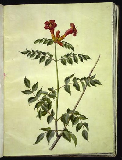 Campsis radicans (gewone trompetbloem) door Hans Simon Holtzbecker