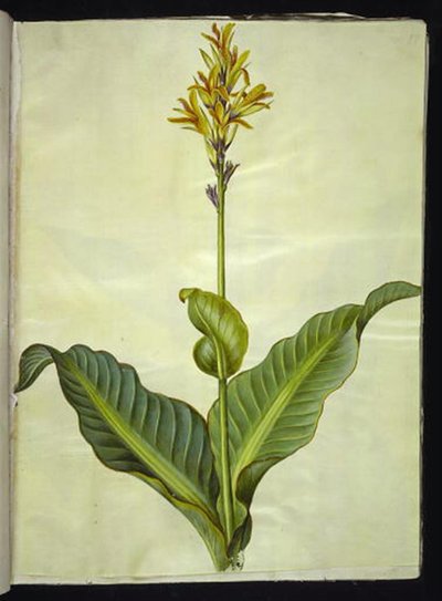 Eetbare canna door Hans Simon Holtzbecker