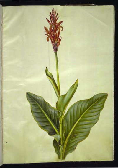 Canna indica (eetbare canna) door Hans Simon Holtzbecker