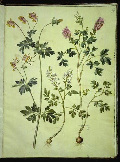 Capnoides sempervirens (harlekijnkruid); Corydalis solida (langgestekelde larkspoor) door Hans Simon Holtzbecker