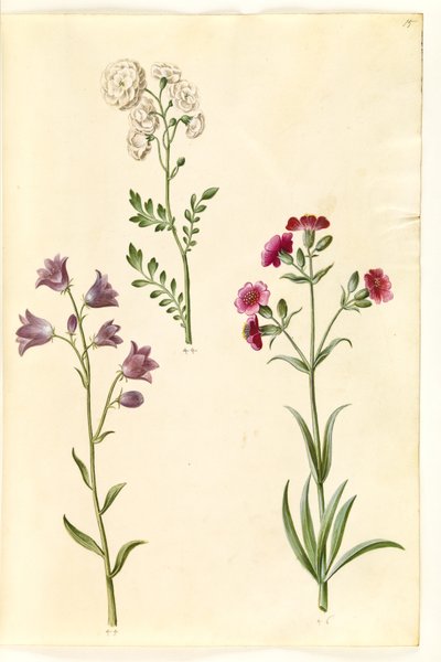 Cardamine pratensis (pinksterbloem); Campanula rotundifolia (?) (grasklokje); Silene vulgaris (?) (blaassilene) door Hans Simon Holtzbecker
